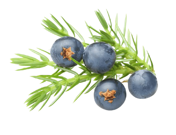 Juniper